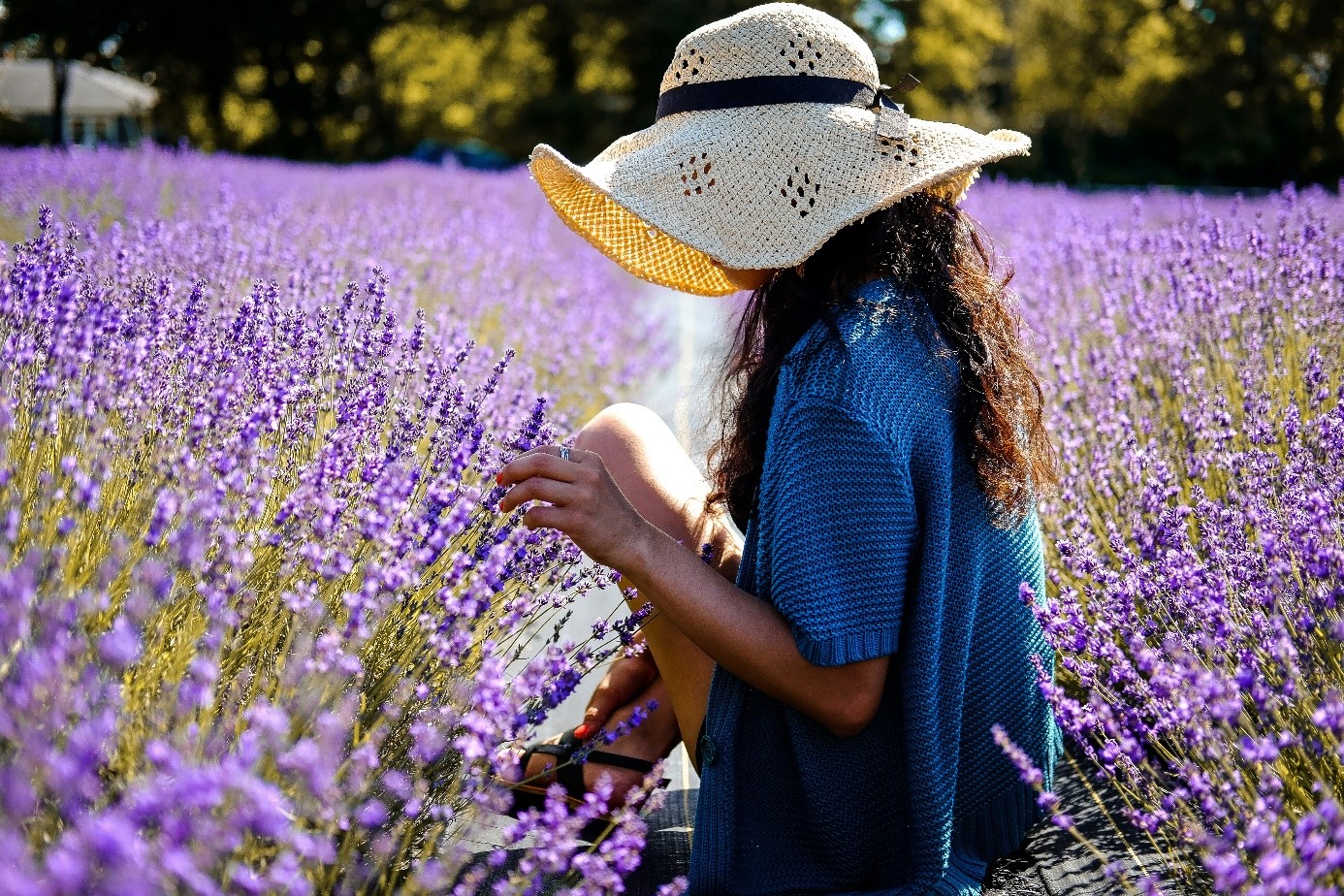 La Provence : Terres de Vins et de Lavande